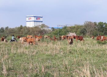 Long An: Một điển hình về lãng phí đất đai tại Dự án Cụm công nghiệp Nhựt Chánh II
