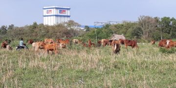 Long An: Một điển hình về lãng phí đất đai tại Dự án Cụm công nghiệp Nhựt Chánh II